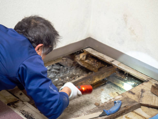 Best Mold Testing  in Newington Forest, VA
