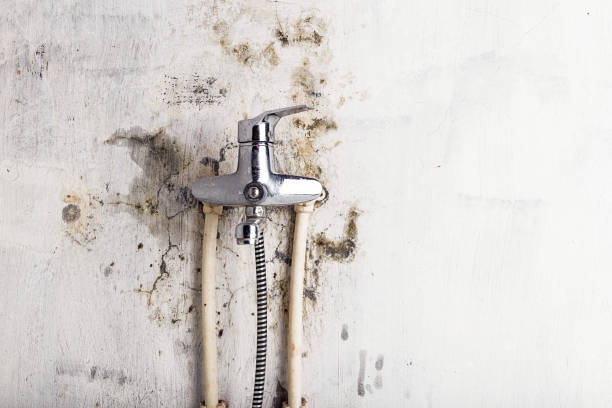 Best Mold Removal Specialists  in Newington Forest, VA