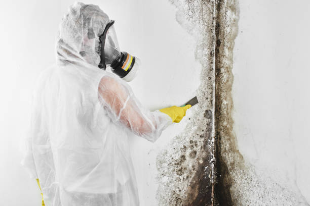 Best Mold Removal Company Near Me  in Newington Forest, VA