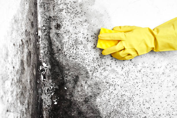 Best Mold Testing  in Newington Forest, VA