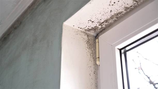 Mold Removal and Inspection in Newington Forest, VA