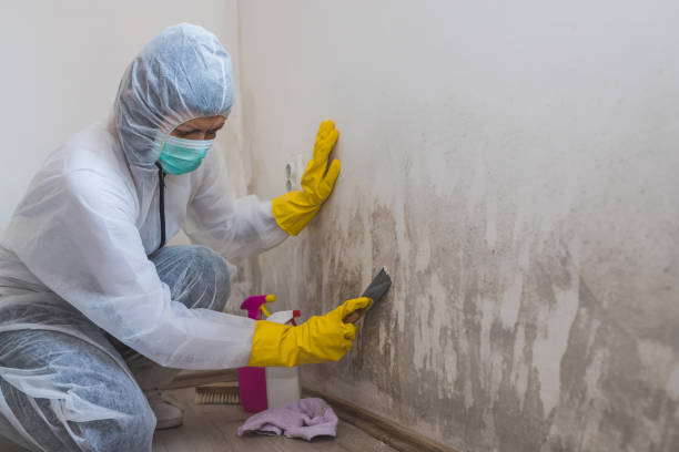 Mold Removal Process in Newington Forest, VA