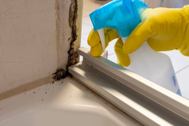 Reliable Newington Forest, VA Mold Removal Solutions