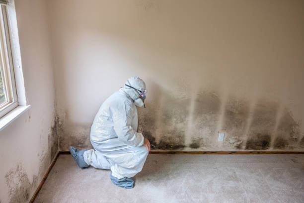 Best Toxic Mold Removal  in Newington Forest, VA