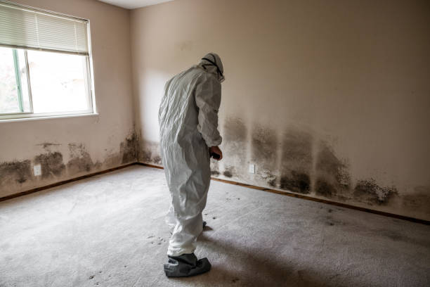 Best Same-Day Mold Removal  in Newington Forest, VA
