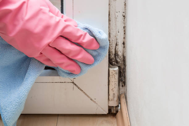 Best Attic Mold Removal  in Newington Forest, VA